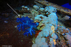 Dendronephthya hemprichi