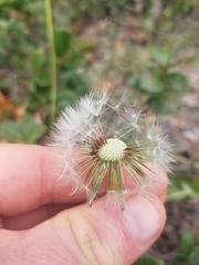 Taraxacum erythrospermum