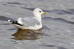 Larus canus