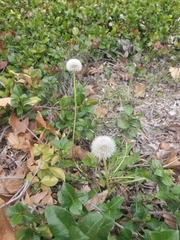 Taraxacum erythrospermum
