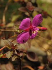 Heterocentron elegans