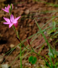 Hesperantha baurii