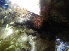 Anemonia sargassensis