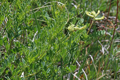 Astragalus scopulorum