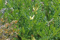 Astragalus scopulorum