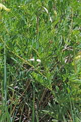 Astragalus scopulorum