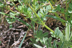Astragalus scopulorum