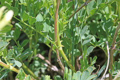 Astragalus scopulorum