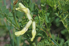 Astragalus scopulorum