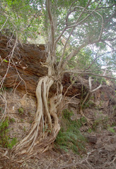 Ficus brachypoda