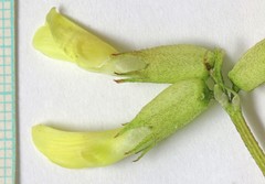 Astragalus scopulorum