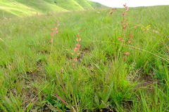 Rumex woodii