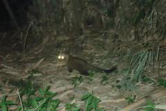 Paradoxurus musangus javanicus