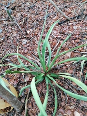 Agave karwinskii