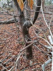 Bursera heteresthes