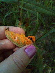 Arthuriomyces peckianus image