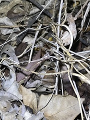 Rieppeleon kerstenii