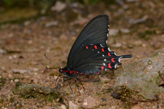 Parides alopius