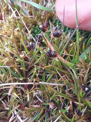 Juncus antarcticus