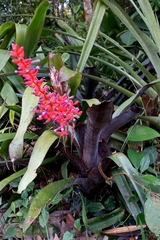 Aechmea fulgens