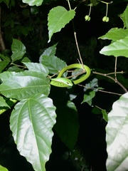 Philothamnus punctatus