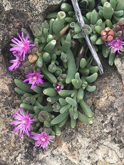Delosperma pilosulum