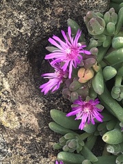 Delosperma pilosulum