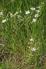 Cerastium arvense strictum