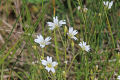 Cerastium arvense strictum