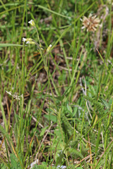 Cerastium arvense strictum
