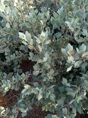 Malacothamnus fasciculatus nuttallii