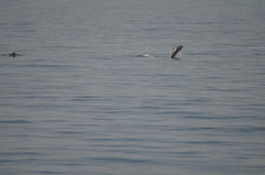 Delphininae