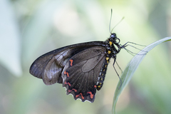 Battus polystictus