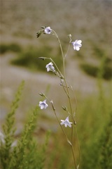 Conanthera