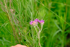 Lepidostephium asteroides