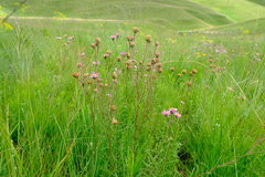 Lepidostephium asteroides