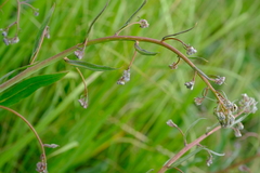 Afrotysonia glochidiata