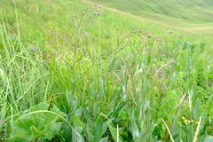 Afrotysonia glochidiata