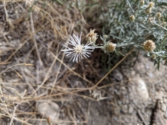 Centaurea ×psammogena