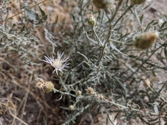 Centaurea ×psammogena
