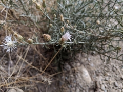 Centaurea ×psammogena