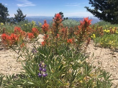 Castilleja covilleana