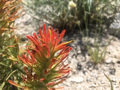 Castilleja covilleana