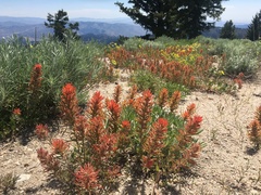 Castilleja covilleana