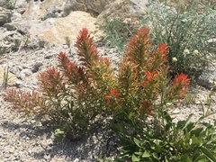 Castilleja covilleana