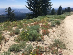 Castilleja covilleana