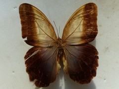 Caligo oedipus oedipus