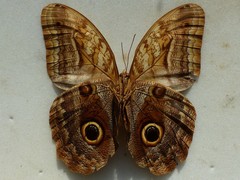 Caligo oedipus oedipus