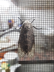 Hypercompe abdominalis