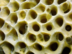 Holopsamma laminaefavosa